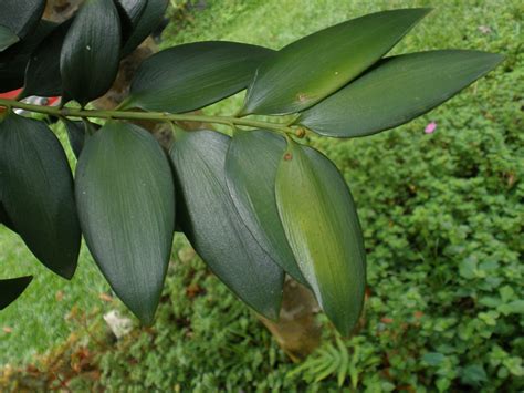 Agathis philippinensis (Araucariaceae) image 21623 at PhytoImages.siu.edu