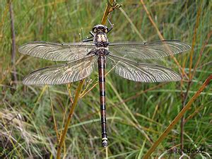 Girraween National Park - Animals - Arthropods - Insects - Dragonflies ...