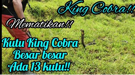 Ngerii Nyawa Taruhannya Kaki Di Serang King Cobra Hitam Sangat Ganas