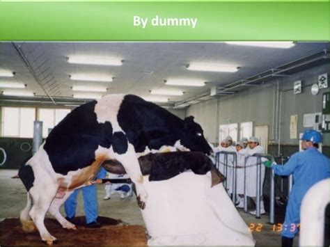 Collection And Preservation Of Bull Semen