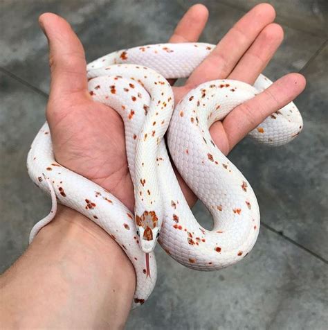 Palmetto Corn Snake Corn Snake Pretty Snakes Cute Reptiles