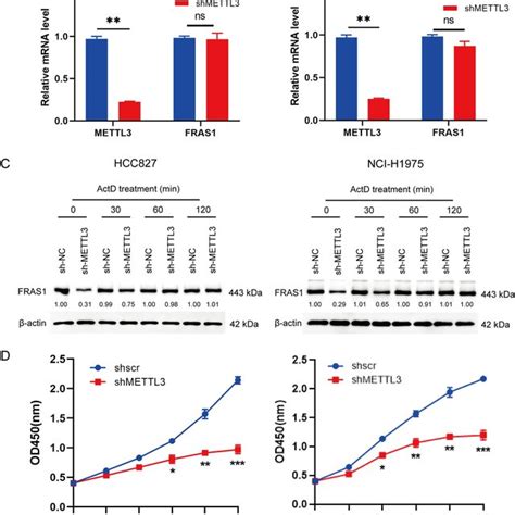 Mettl Induced Fras Promotes Tumor Growth In Vivo A Representative