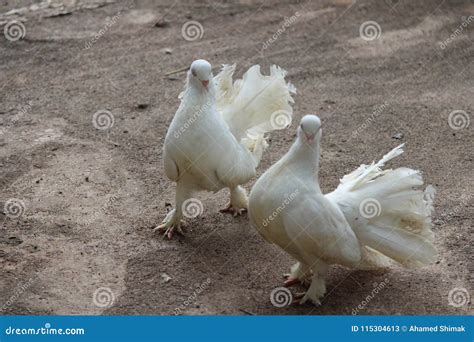 Pombos Do Fantail Imagem De Stock Imagem De Anormalmente