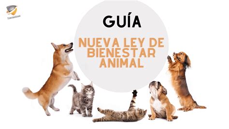 Así es la nueva Ley de Bienestar Animal Territorio Seguro