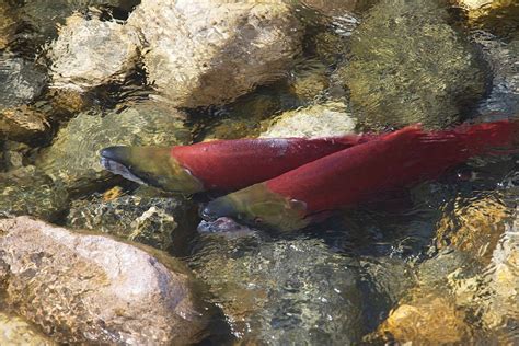 Celebrating the sockeye return in the Okanagan - Penticton Western News