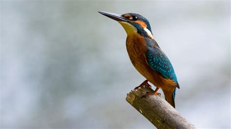 Kingfisher K Wallpaper Hd Birds Wallpapers K Wallpapers Images