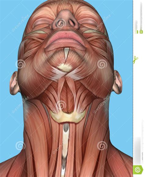 Chin Neck Muscles Diagram Quizlet