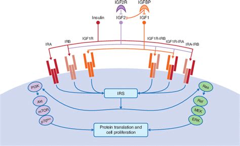 Insulin And Insulin Like Growth Factor Igf Key Elements At The