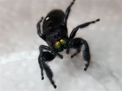 Bold Jumping Spider Phidippus Audax Available Jumping Spiders