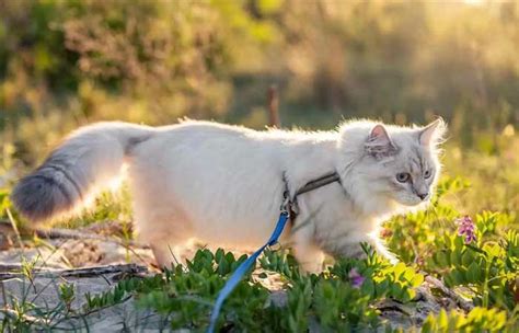 Austr Lia Imp E Coleira E Toque De Recolher Para Gatos Eles Matam