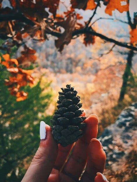 Premium Photo Cropped Hand Of Woman Holding Pine Cone Against Trees