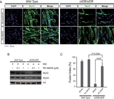 Inhibition Of Mapk Activity In Loi Cells Rescues Defective