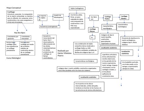 Tejido Conjuntivo Y Sus Caracteristicas Morfologicas E Histologicas Esquemas Y