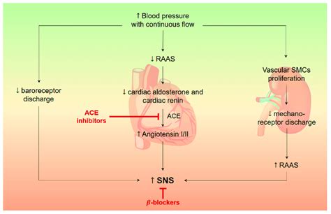 Renin Angiotensin Aldosterone System Heart Failure