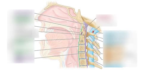 Craniovertebral Joints Diagram Quizlet