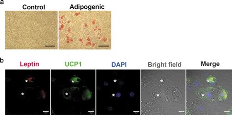 Mmscs Differentiated Adipocytes Show Uncoupling Protein Ucp And