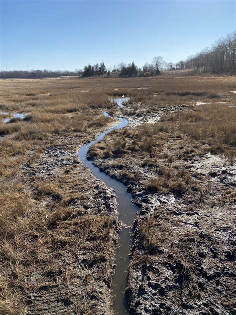 Buying Time With Runnels Ne Casc Fellow Helps Advance Salt Marsh