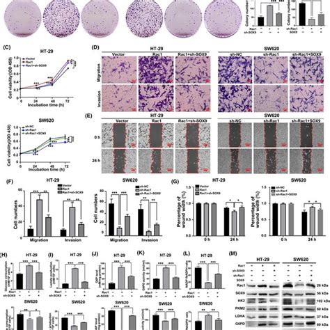 Rac1 Promotes The Malignant Biological Behaviors Of Colon Cancer A