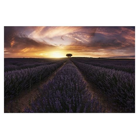 Papermoon Premium Collection Fototapete Lavendel Sunset B X H 250 X