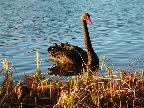 Foto Gratis Cisne Negro Para Descargar Freeimages