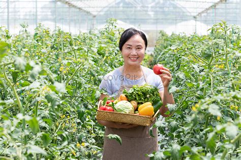 Farmers Pick Vegetables In Vegetable Greenhouses Picture And Hd Photos