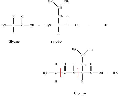 Show how a peptide bond is formed between glycine and leucin | Quizlet