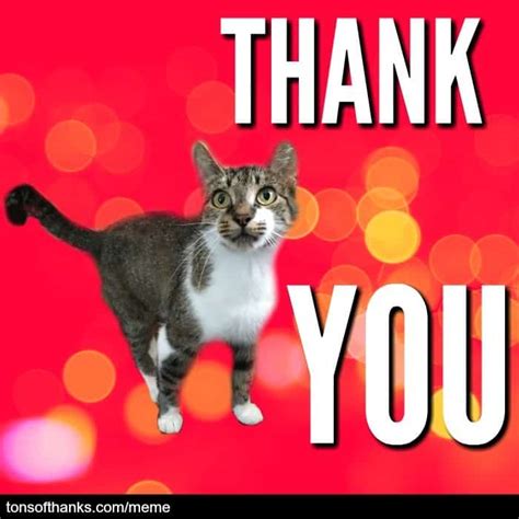 51 Nice Thank You Memes With Cats