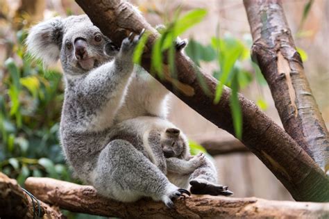 Koala Steckbrief Alles Wichtige Ber Ihr Leben Co Galileo