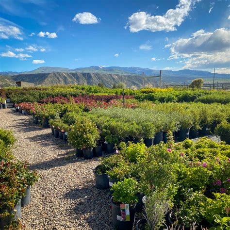 Mountain View Tree Farm We Stock Only The Best Trees Shrubs And Plants