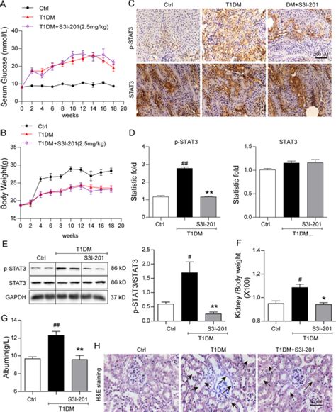 Inhibition Of Stat In Tubular Epithelial Cells Prevents Kidney