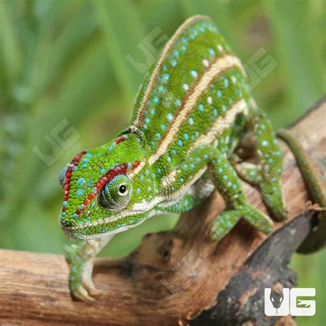 Chameleons For Sale Underground Reptiles