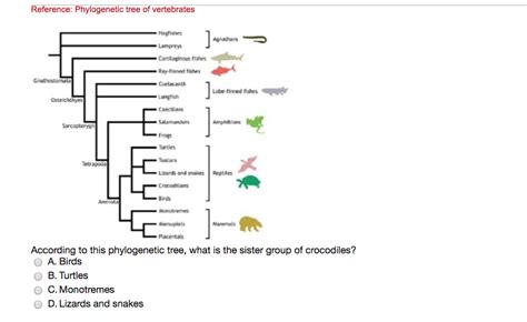 Phylogenetic Tree Vertebrates