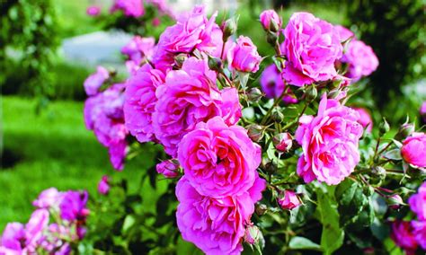 5 tips for taking care of rose bushes - Royal Examiner