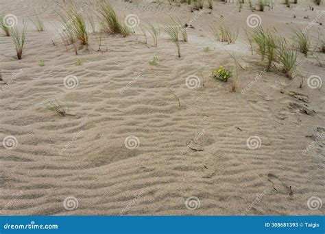 Beach sand texture stock image. Image of texture, macro - 308681393