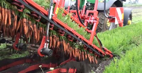 Automated Carrot Harvester Machines Are Mesmerizing To Watch In Action