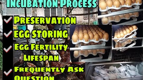 ALAM MO BA ANG EGG FERTILITY LIFESPAN ILANG ARAW PAANO PATAGALIN EGG