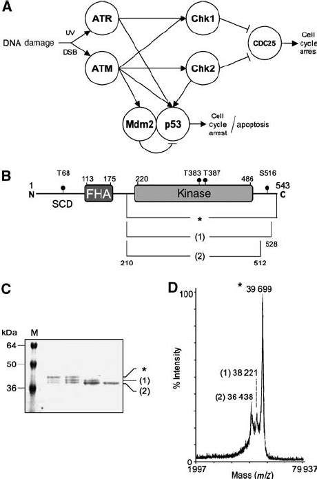 Chk In The Dna Damage Signalling Network A Simplified Diagram Of