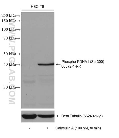 Phospho PDH E1 Alpha Ser300 Antibody 80572 1 RR Proteintech