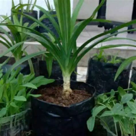 Jual Terlaris Tanaman Hias Pandan Wangi Pohon Serba Guna Shopee