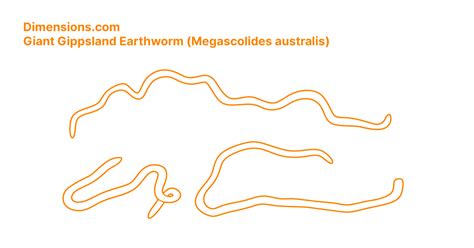 Megascolides Australis