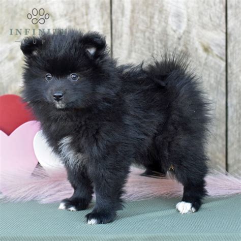 Pomeranian Puppies For Sale • Adopt Your Puppy Today • Infinity Pups