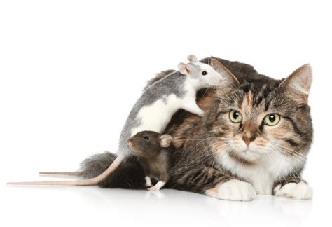 Do Cats Eat Mice How To Handle A Natural Feline Hunter