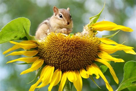 Biodiversidad ¿qué Es Importancia Tipos Y Ejemplosos 🍃🍀