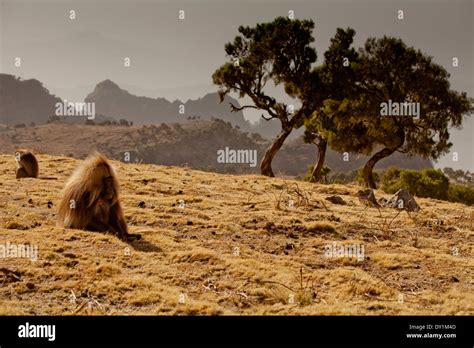 Gelada Monkeys Eating Grass In Ethiopian Africa Mountains Trees Stock