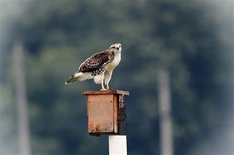 Premium Photo Closeup Shot Of Osprey
