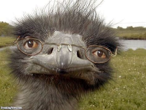 25 Very Funny Bird Face Pictures That Will Make You Laugh | Funny birds ...