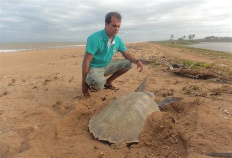 Começa O Período De Desova De Tartarugas Marinhas Em Praias Brasileiras