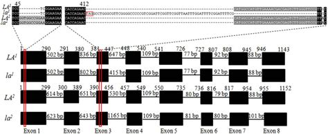 Structure Of The Salfad La And Salfad La Alleles La La La And