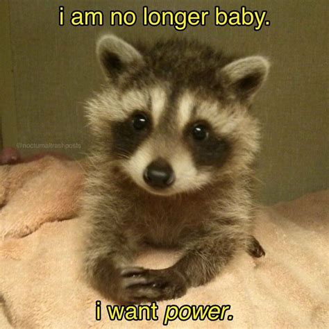 Nocturnal Trash Posts Raccoon Memes Instagram Raccoon Funny Raccoon