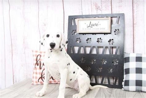 Female Dalmatian Puppies for Sale